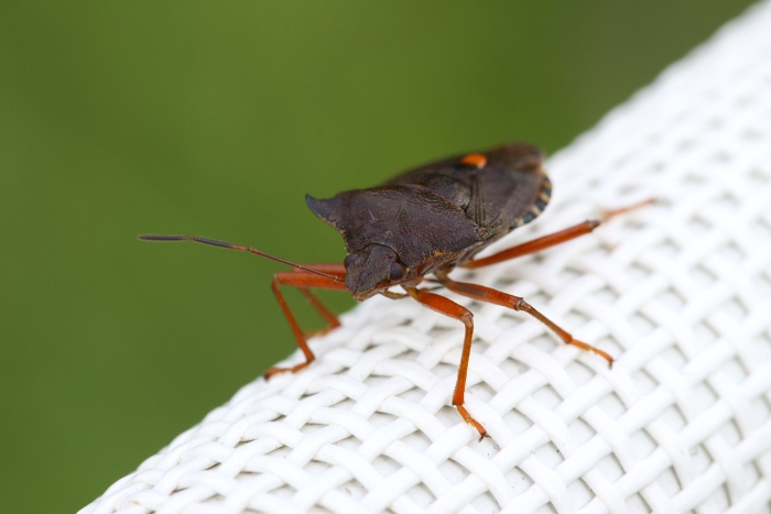 Macro chalet aout 2010 - 081